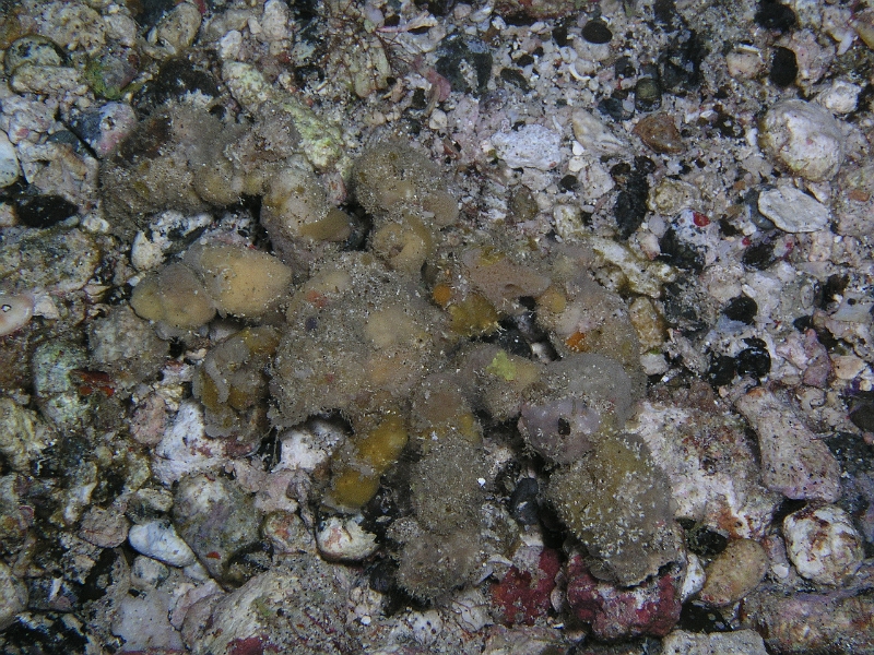 Tuberkel Spinnenkrabbe.JPG